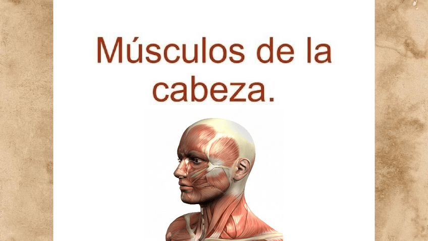 Miniatura del documento Musculos-Cabeza-y-Cervicales.pdf