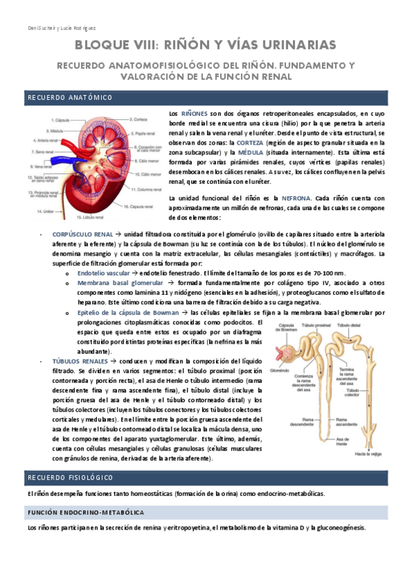 Miniatura del documento RENAL-1-GENERALIDADES.pdf