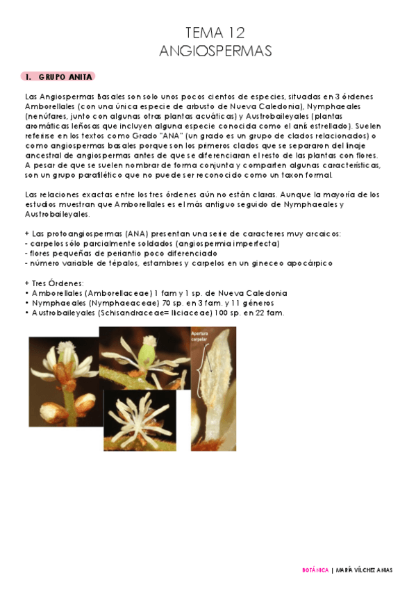 Miniatura del documento tema-12-botanica.pdf