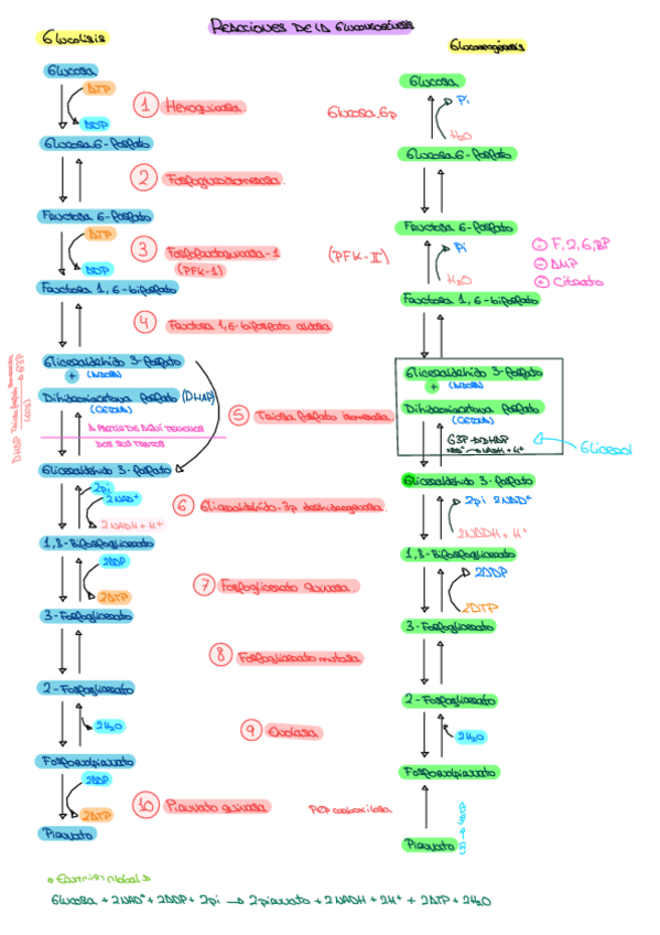 Miniatura del documento Bioquimica.pdf