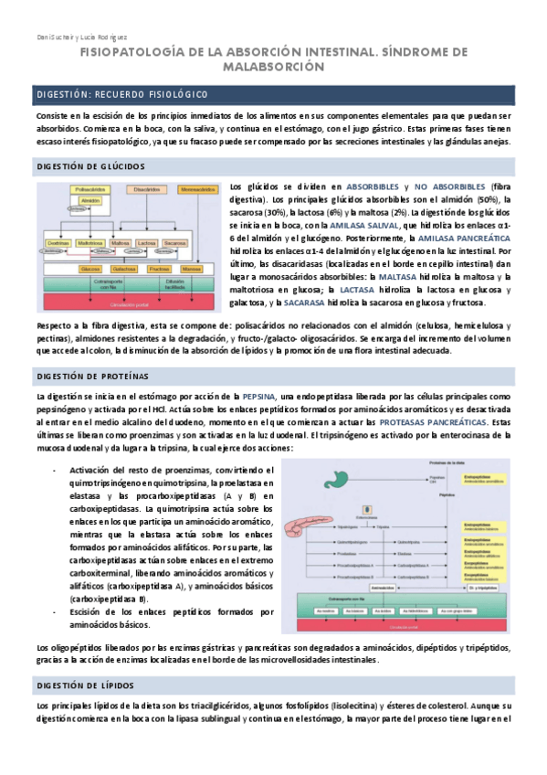 Miniatura del documento DIGESTIVO-6-FISIOPATOLOGIA-DE-LA-ABSORCION-INTESTINAL.pdf