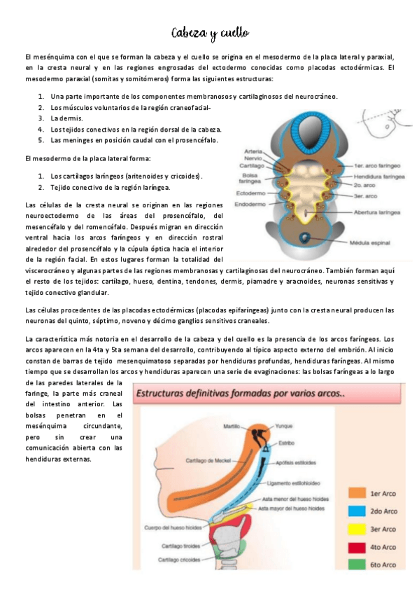 Miniatura del documento Cabeza-y-cuello.pdf