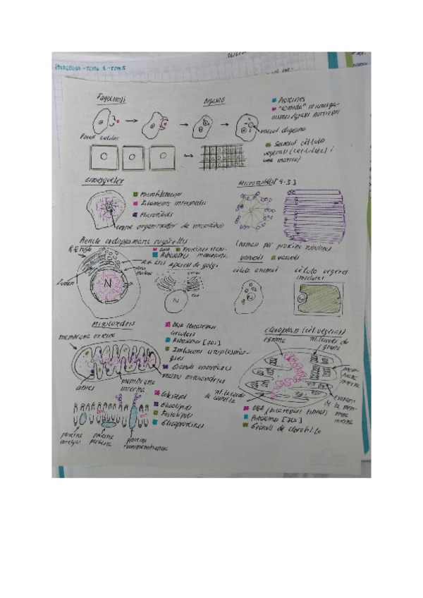 Miniatura del documento Dibujos-de-organulos-celulares.pdf