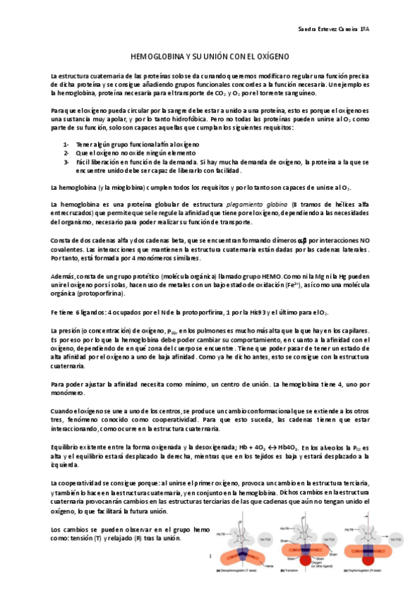 Miniatura del documento hemoglobina-y-oxigeno.pdf