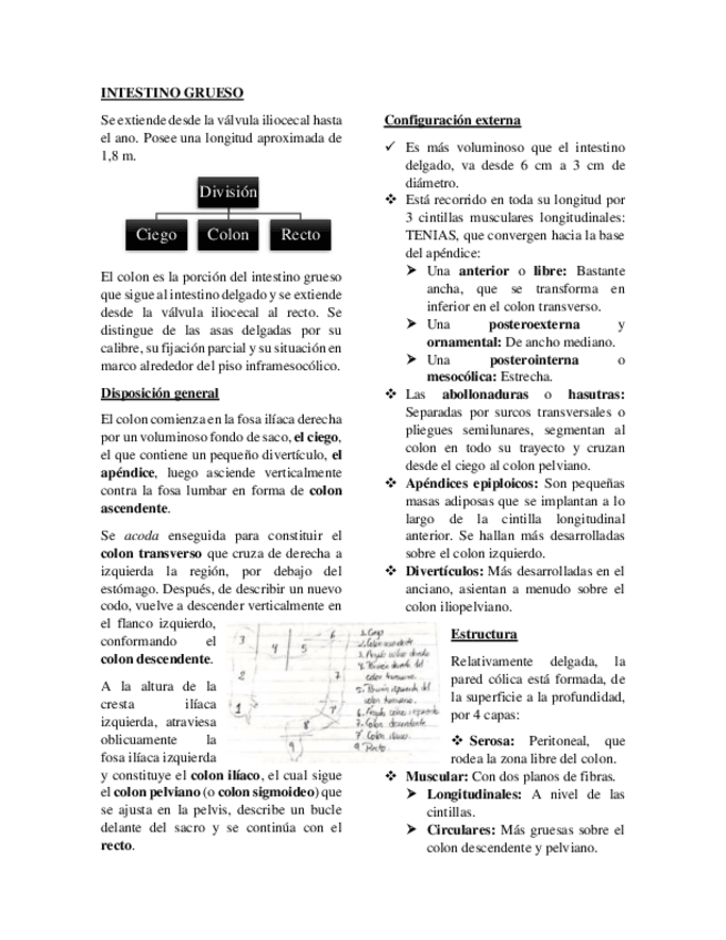Miniatura del documento Intestino-grueso.pdf