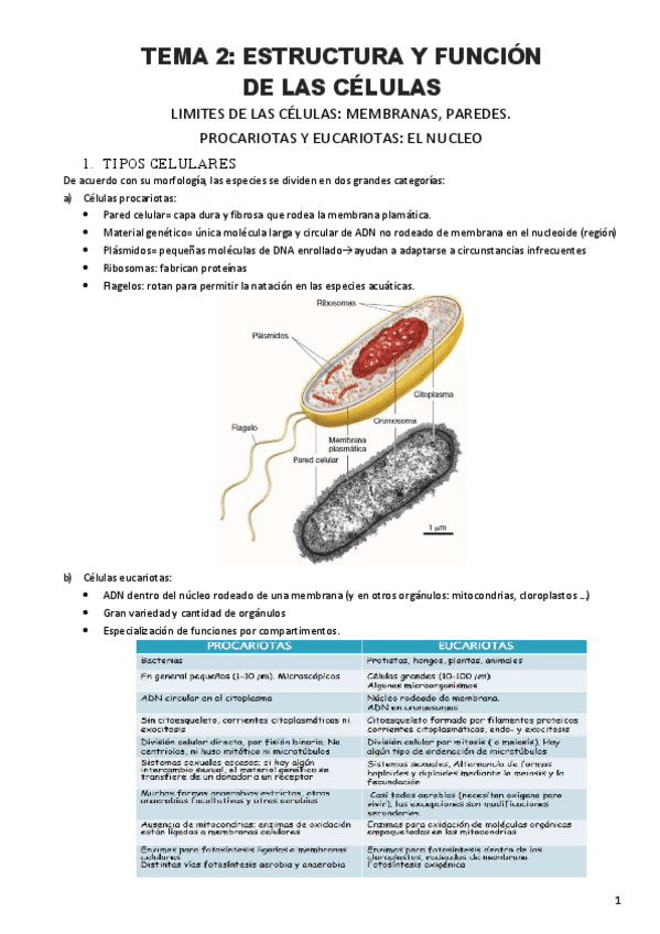Miniatura del documento Tema-2.1-Estructura-y-funcion-de-las-celulas.pdf