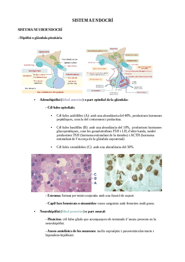 Miniatura del documento ENDOCRI.pdf