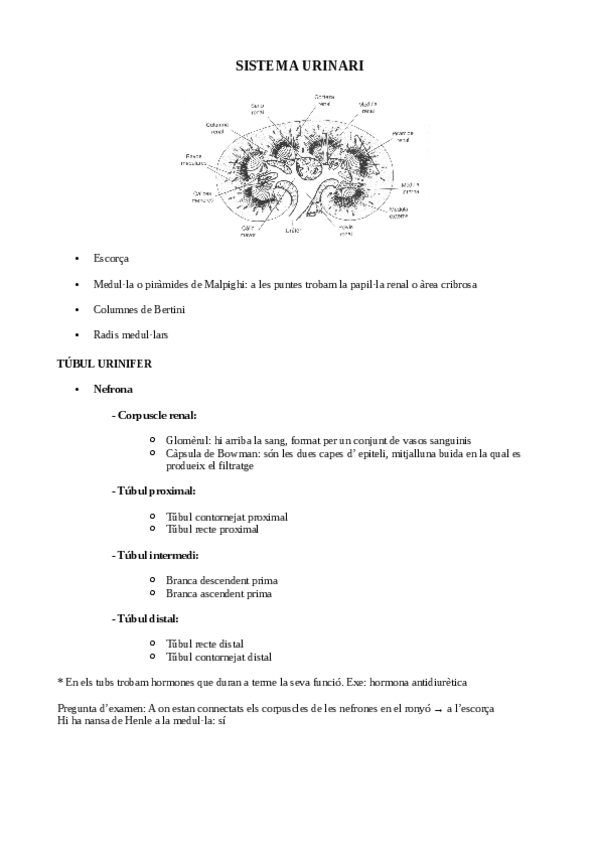 Miniatura del documento URINARI.pdf