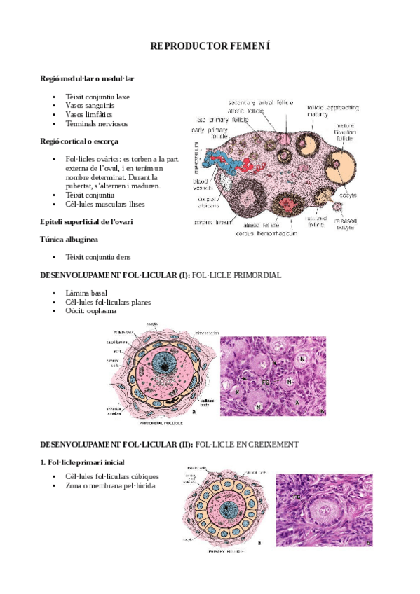 Miniatura del documento REPRODUCTOR-FEMENÍ.pdf