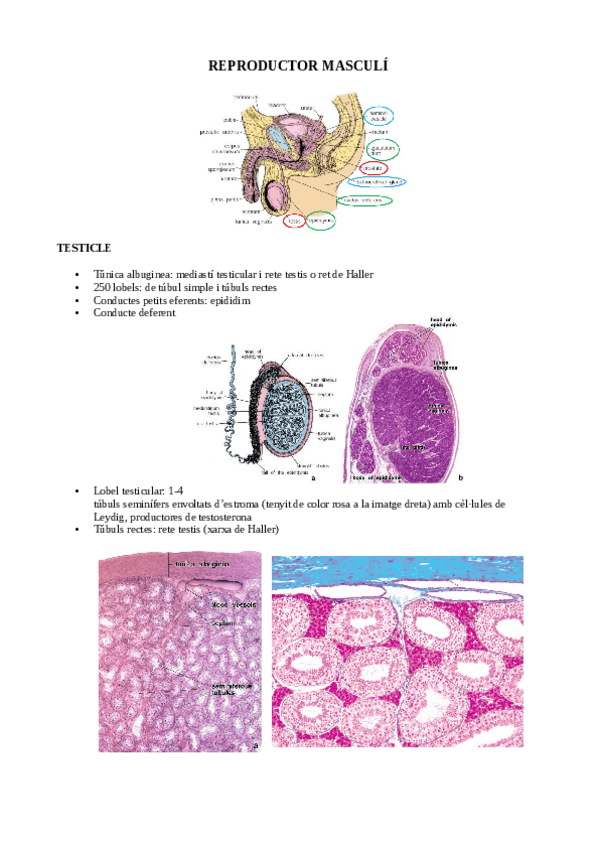 Miniatura del documento REPRODUCTOR-MASCULÍ.pdf