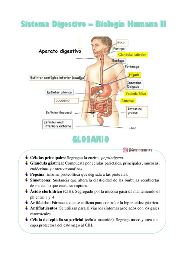 Miniatura del documento SISTEMA-DIGESTIVO-BIO-2.pdf