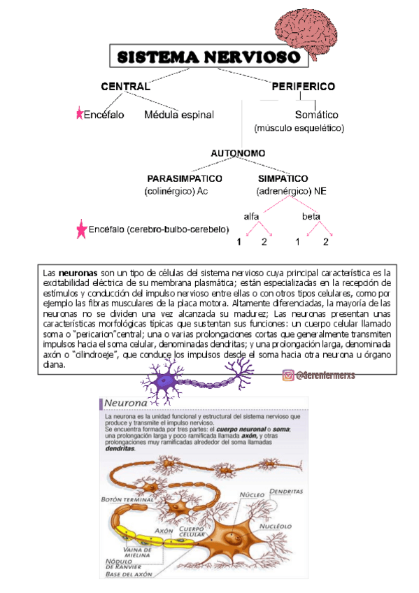 Miniatura del documento SISTEMA-NERVIOSO-.pdf