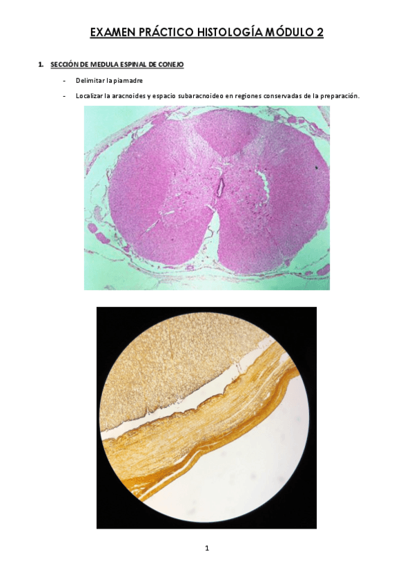 Miniatura del documento PRACTICO-HISTOLOGIA-M2-Y-M3-1.pdf