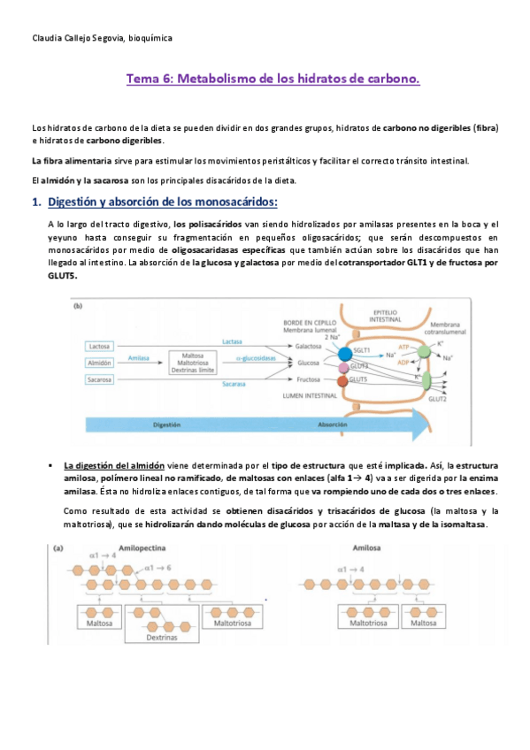 Miniatura del documento Tema-6.-metabolismo-hidratos-de-carbono.pdf