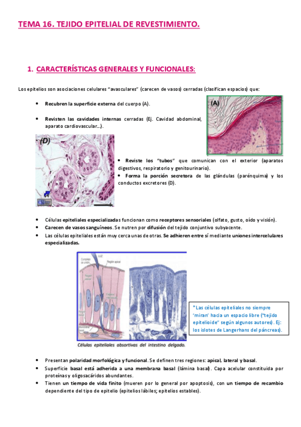 Miniatura del documento TEMA-16.-tejido-epitelial.-claudia-callejo-segovia.pdf