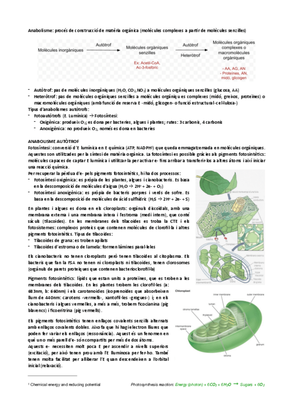 Miniatura del documento Summary-Anabolism.pdf