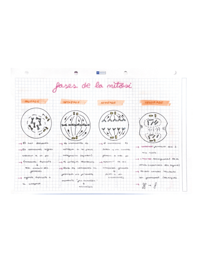 Miniatura del documento Mitosi-Meiosi.pdf