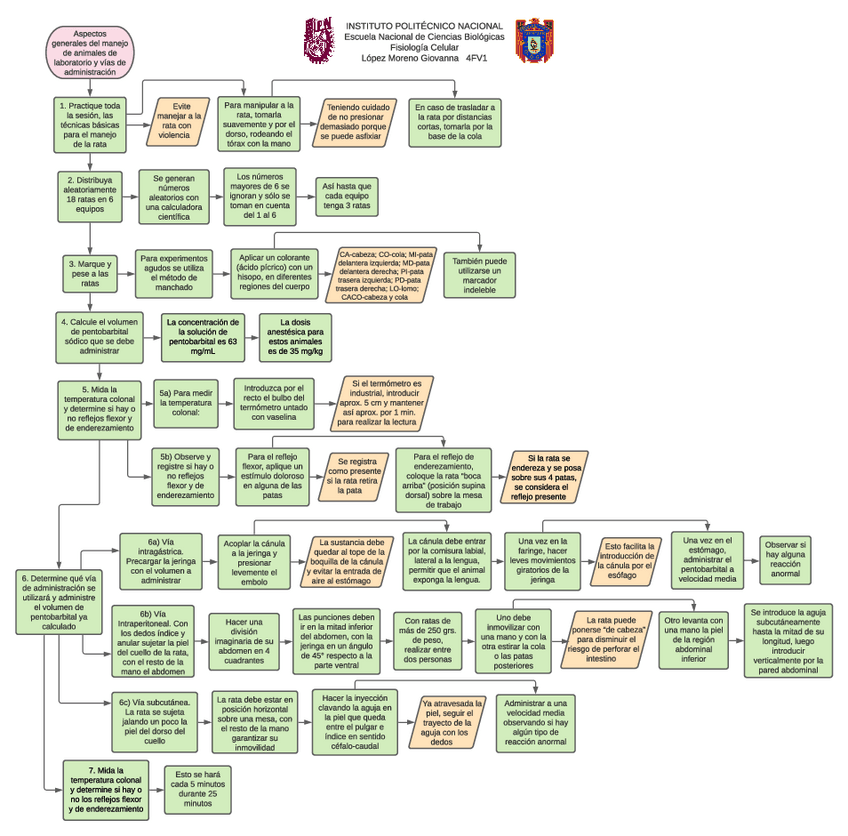 Miniatura del documento Vias-de-administracion-diagrama.pdf