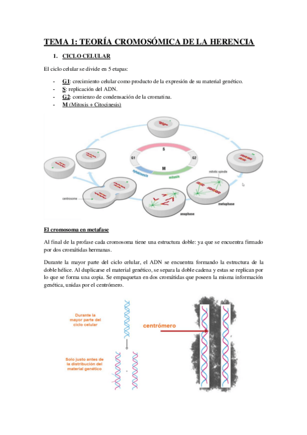 Miniatura del documento 01_TEORÍA_CROMOSÓMICA_DE_LA_HERENCIA.pdf