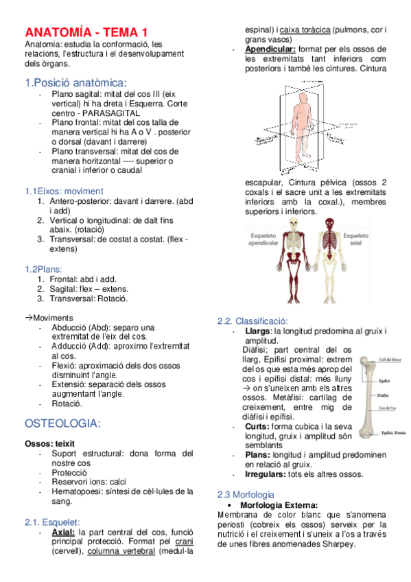 Miniatura del documento ANATOMIA-l.pdf