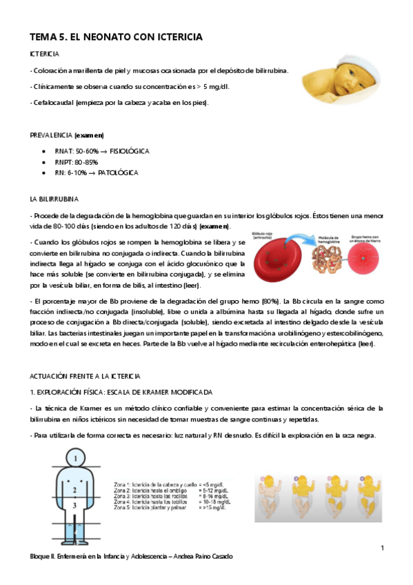 Miniatura del documento Tema-5.-Ictericia-neonatal.pdf