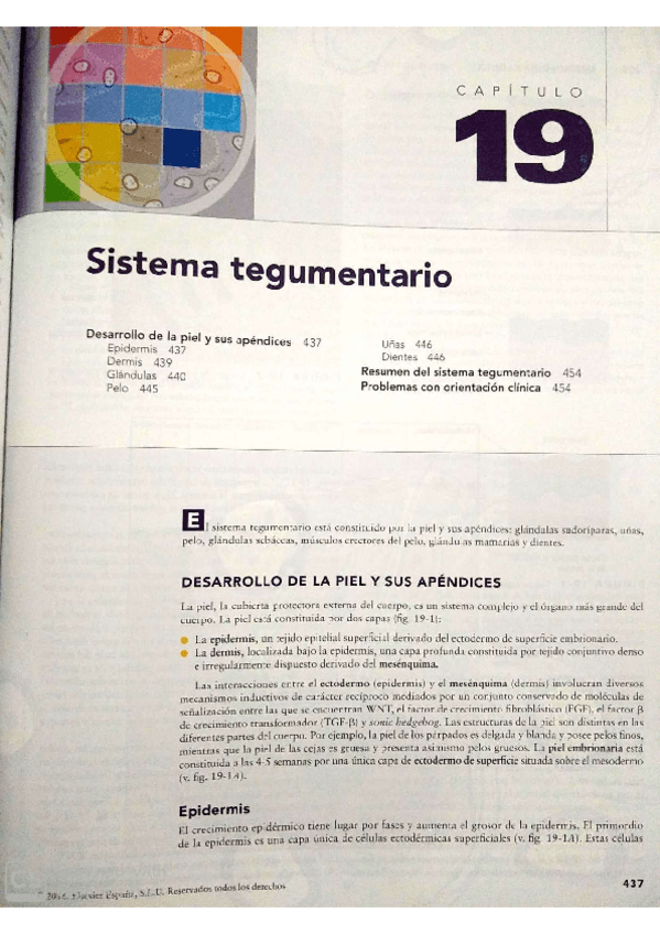 Miniatura del documento Cap-19-Sist-Tegumentario-Moore-10Ed.pdf