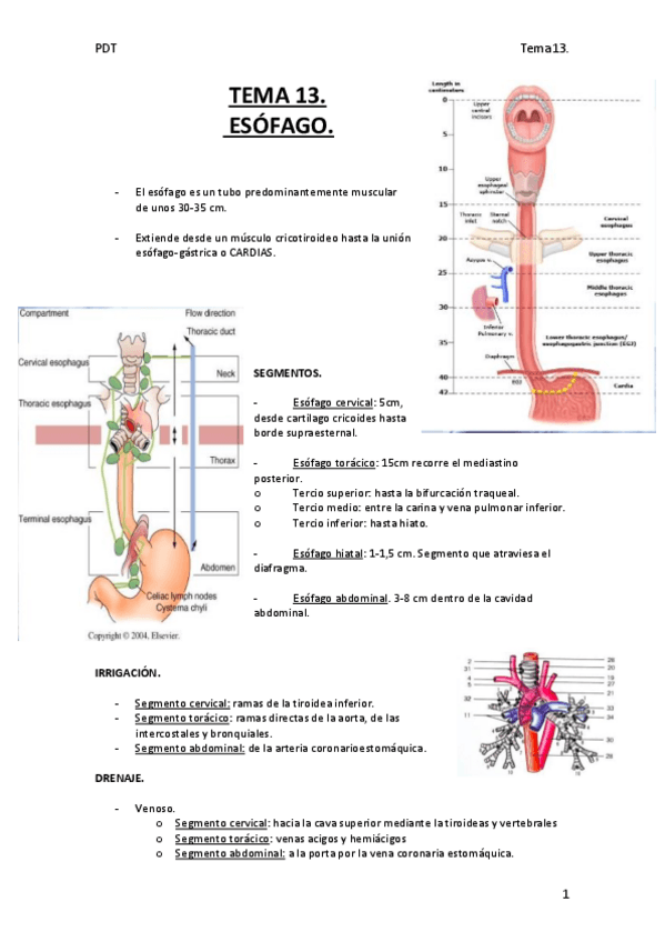 Miniatura del documento TEMA-13.-Esofago..pdf
