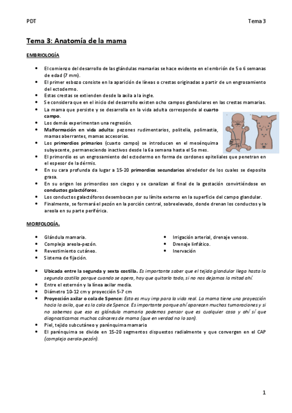 Miniatura del documento Tema-3-anatomia-de-la-mama.pdf