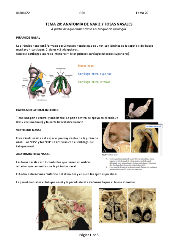 Miniatura del documento TEMA-20.-ANATOMIA-NARIZ.pdf