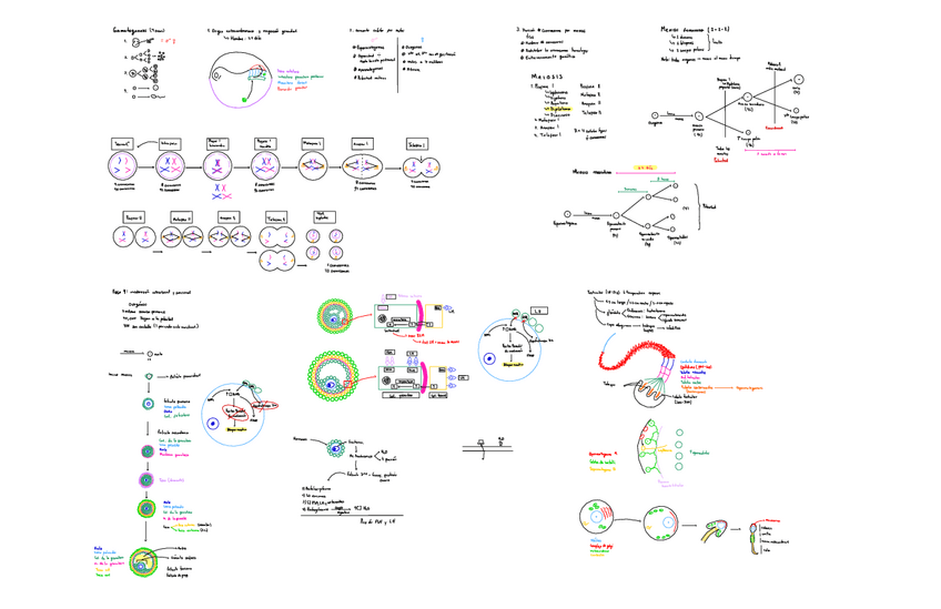 Miniatura del documento Gametogenesis.pdf