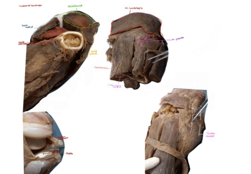 Miniatura del documento Rotulacion-de-musculo-de-bovino-3-4.pdf