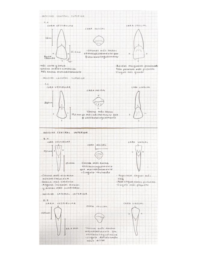 Miniatura del documento Dibujos-dientes-Anatomia-dental.pdf