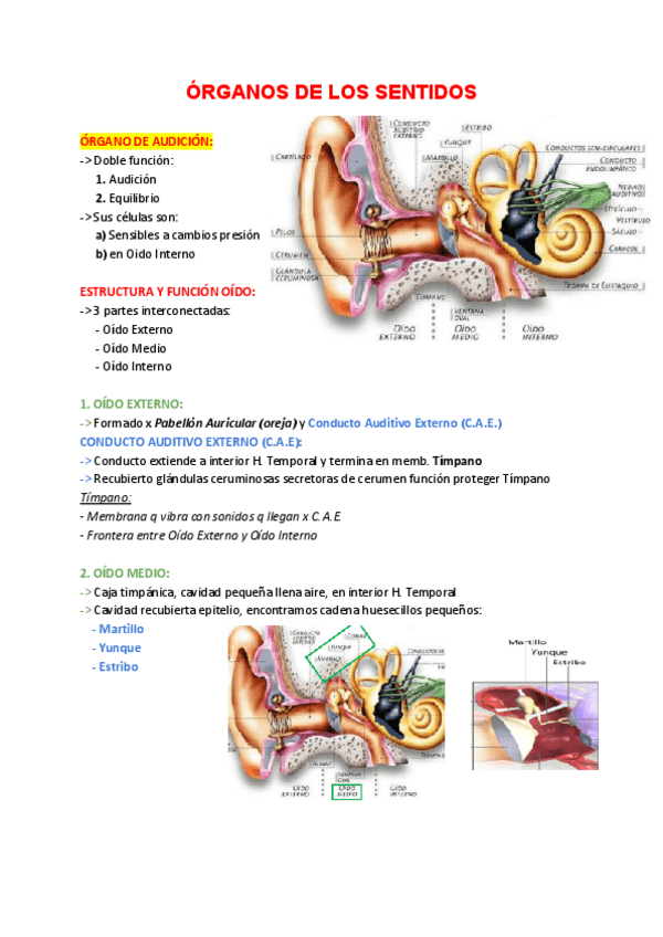Miniatura del documento Anatomia-Organos-de-los-Sentidos.pdf