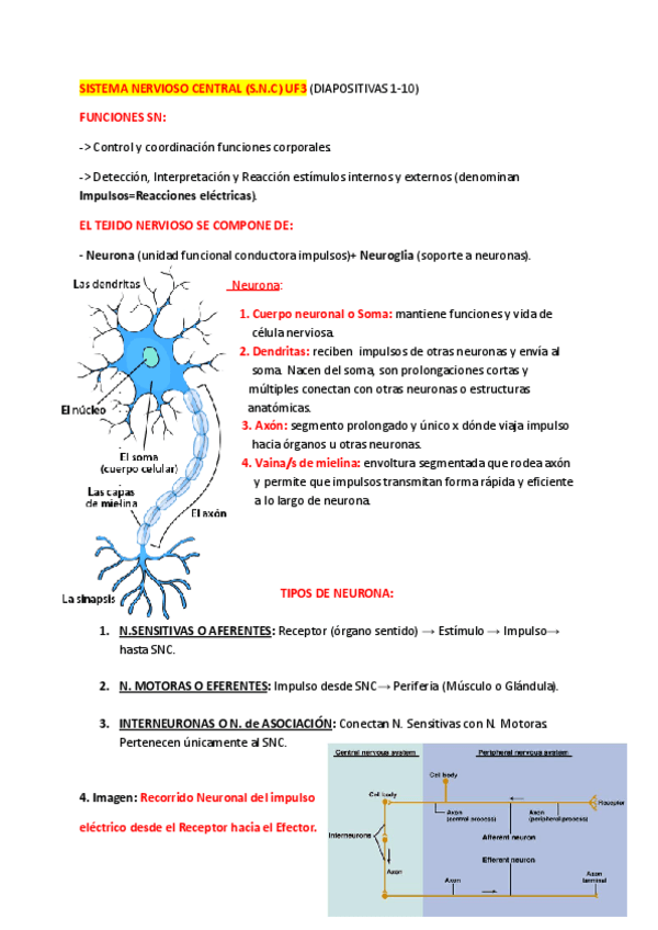 Miniatura del documento Anatomia-Sistema-Nervioso-Central.pdf