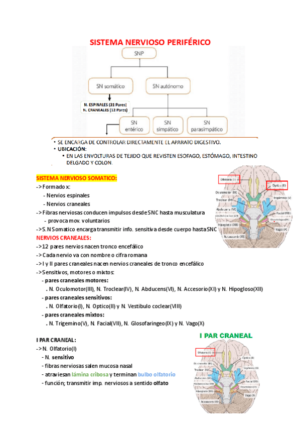 Miniatura del documento Anatomia-Sistema-Nervioso-Periferico.pdf