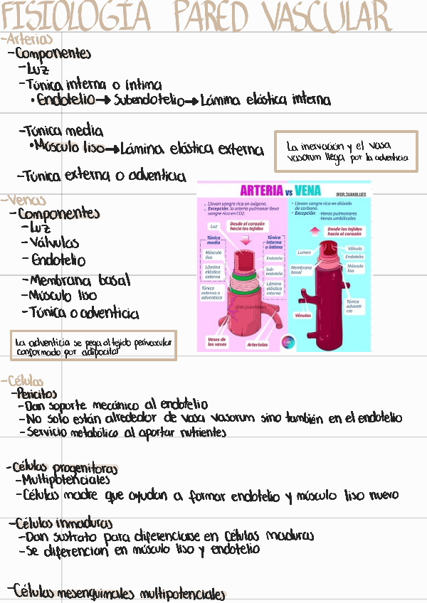 Miniatura del documento Fisiologia-pared-vascular.pdf