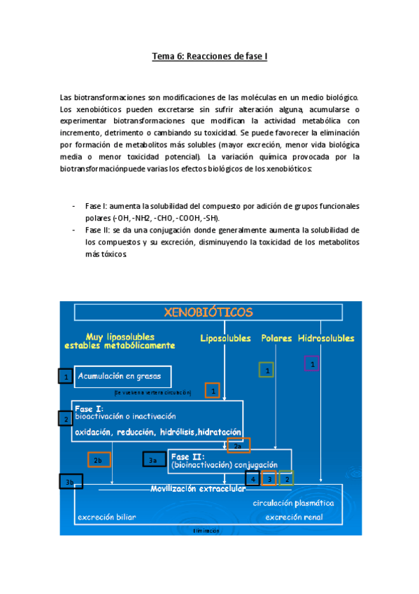 Miniatura del documento Tema 6. Reacciones de fase I.pdf