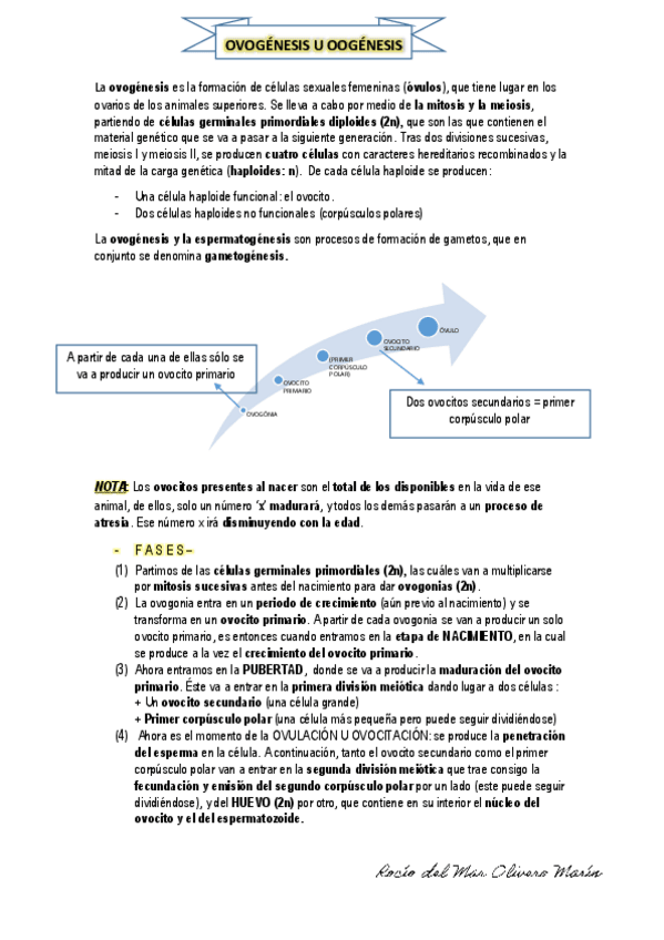 Miniatura del documento OVOGÉNESIS-OOGÉNESIS.pdf