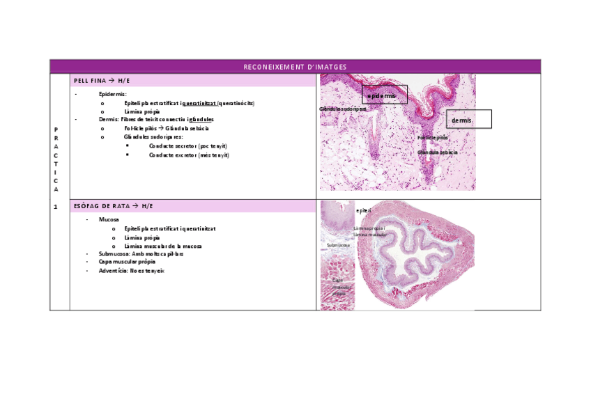 Miniatura del documento Resum-practiques-dhistologia.pdf