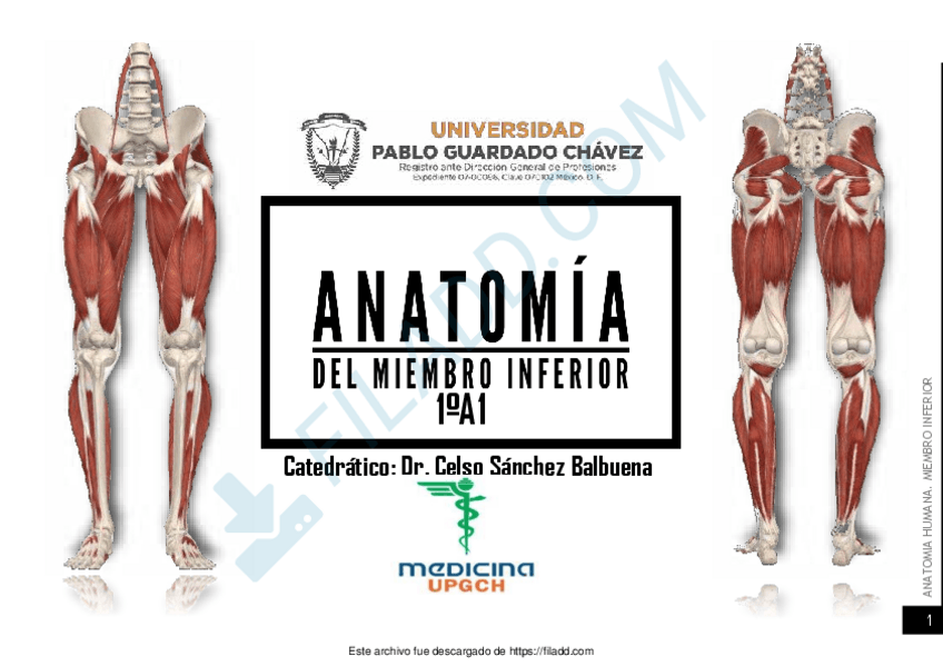Miniatura del documento AnatomiaHumanaIMusculosMiembroInfer.pdf