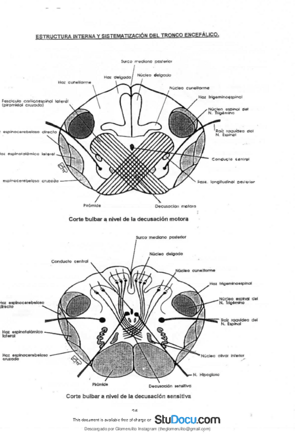 Miniatura del documento APUNTES-ANATOMIA-9.pdf