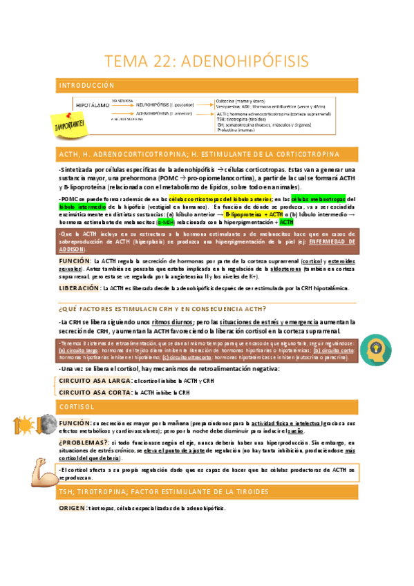 Miniatura del documento Adenohipofisis.pdf