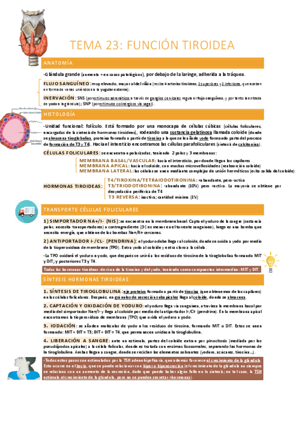 Miniatura del documento Funcion-tiroidea.pdf