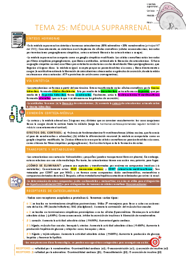 Miniatura del documento Medula-suprarrenal.pdf