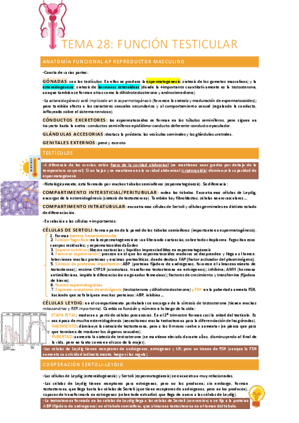 Miniatura del documento Funcion-testicular.pdf
