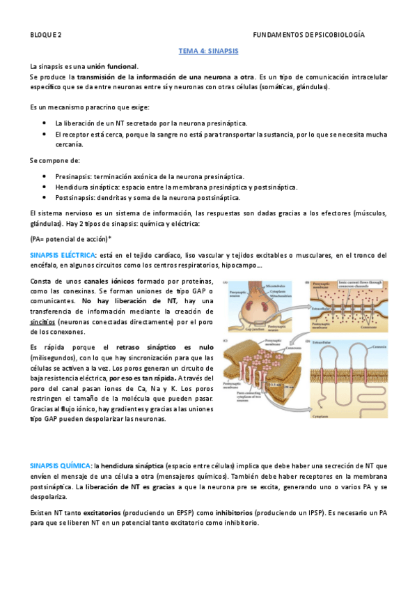 Miniatura del documento FUND.-DE-PSICOBIOLOGIA-TEMA-4.pdf