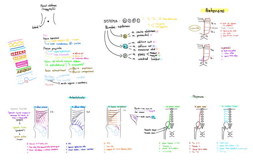 Miniatura del documento Musculos-Paredes-Del-Abdomen.pdf