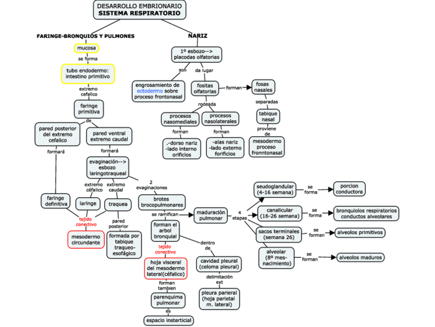 Miniatura del documento EMBRIOLOGIA-S.-RESPIRATORIO.pdf