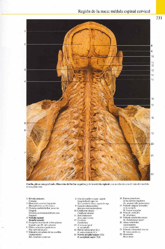 Miniatura del documento Atlas-Yokochi-6ta-1-13.pdf