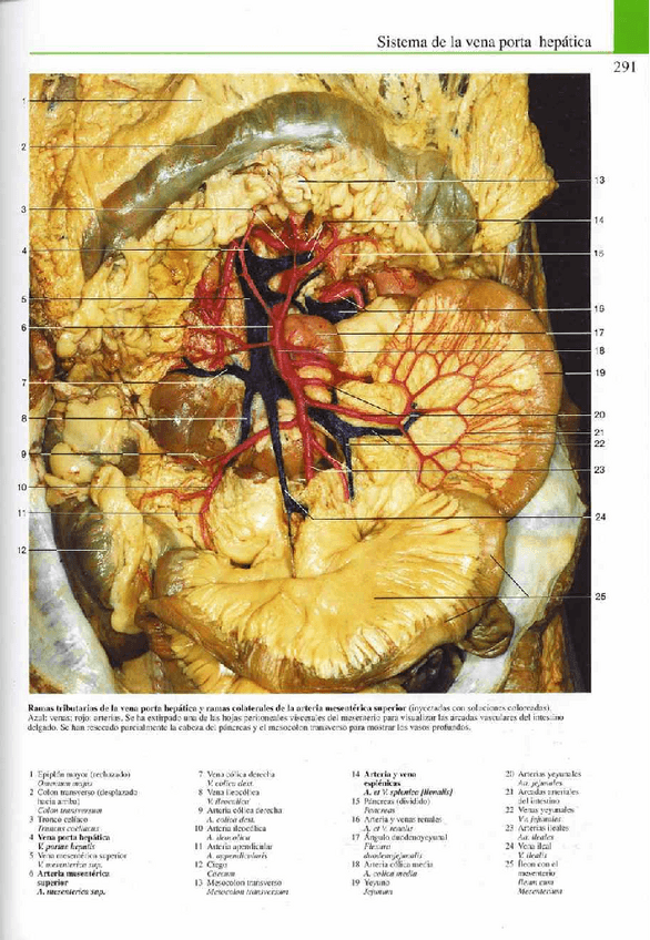 Miniatura del documento Atlas-Yokochi-6ta-1-16.pdf